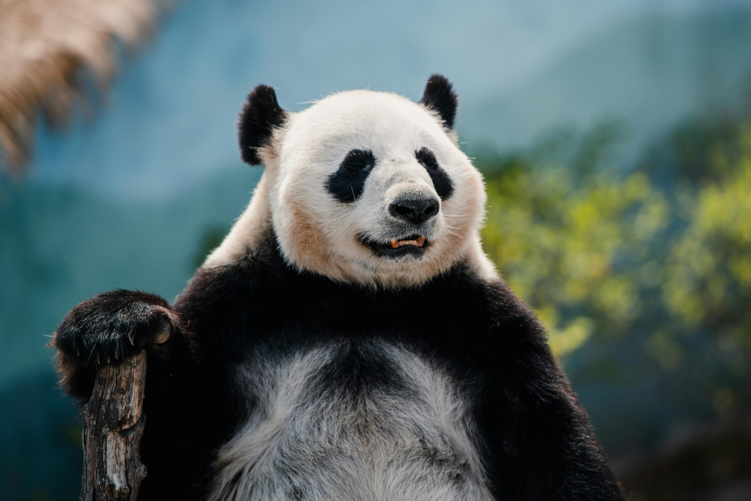 Close-up of a giant panda sitting peacefully on a wooden log, enjoying the outdoors.